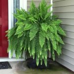 Boston-fern