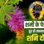 shami-plant-vastu-suggestion