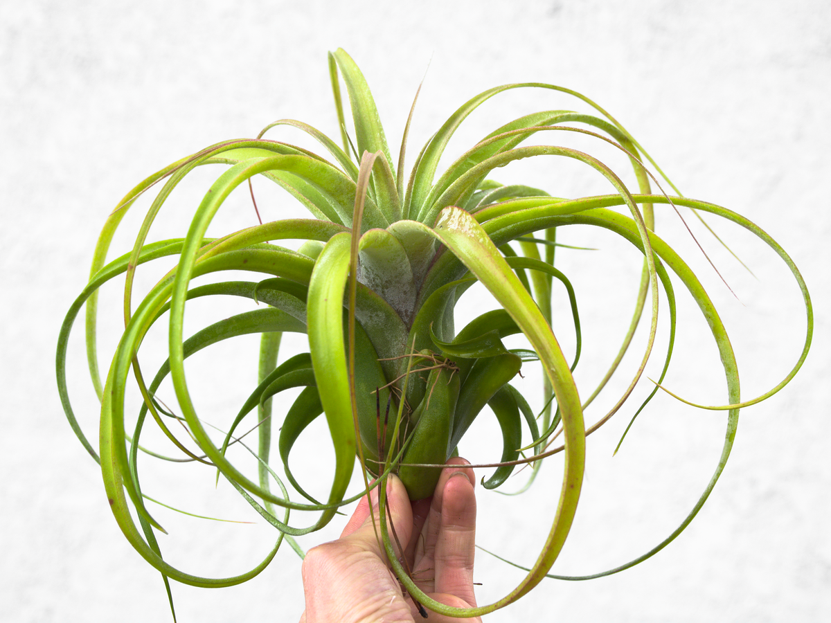 Air Plant Types Benefits Care And How To Grow 8360