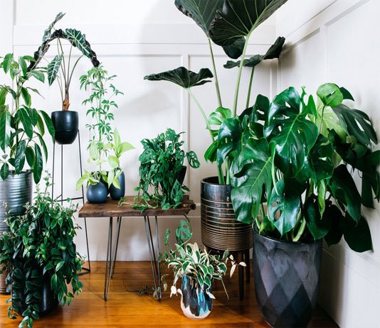 Best Indoor Plants India - What are the Benefits of having an Indoor Plant?