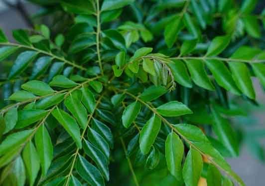 DIY Caring for Curry Leaves Plant At Home