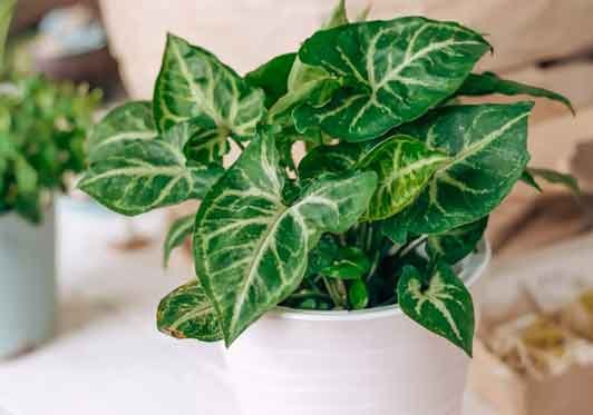 A Complete Guide To The Arrowhead Plant