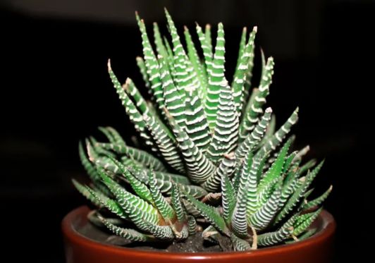 Zebra Plant: Your Ultimate Guide to Cultivate and Care