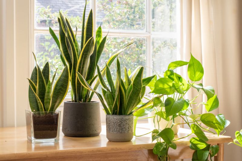 Best indoor plants to grow