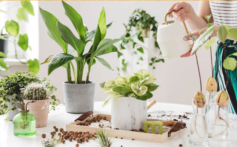 Tips for Plant Care