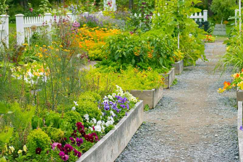 Top 10 garden plants to choose