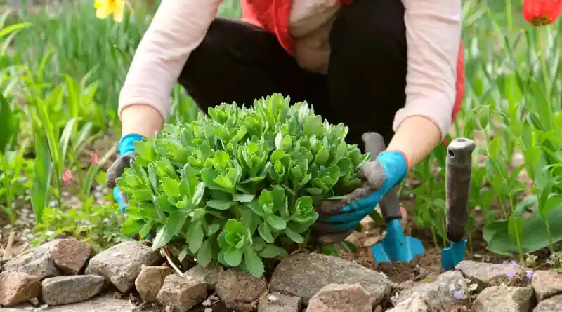 Best Sedum outdoor plants to choose