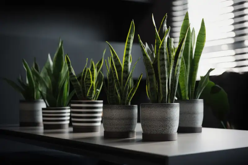 Best snake plant decor ideas