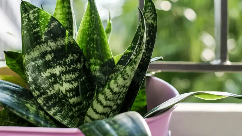 Requirements of Hahnii snake plant