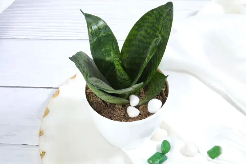 Sansevieria Snake plant online price