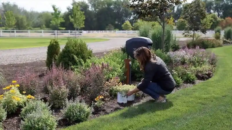 Tips to take care of Sedum outdoor plants