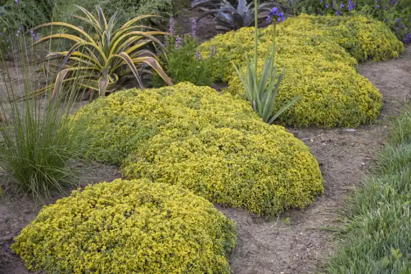 Top benefits of Sedum outdoor plants