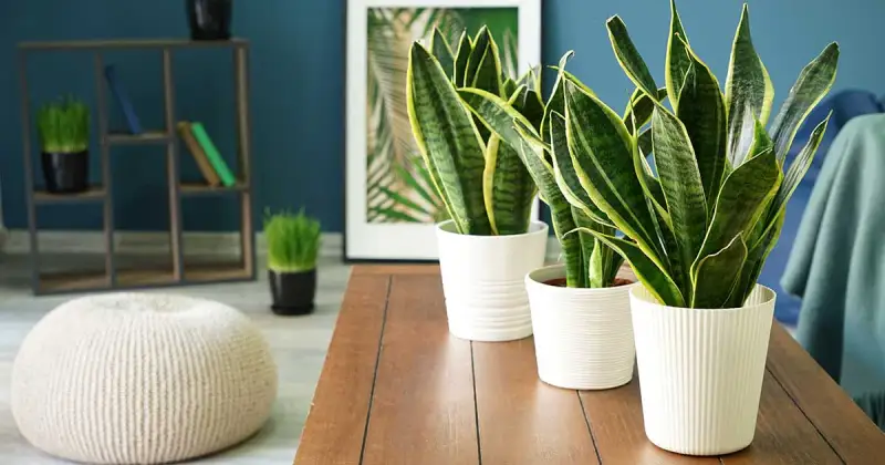 Why should you keep snake plants at home